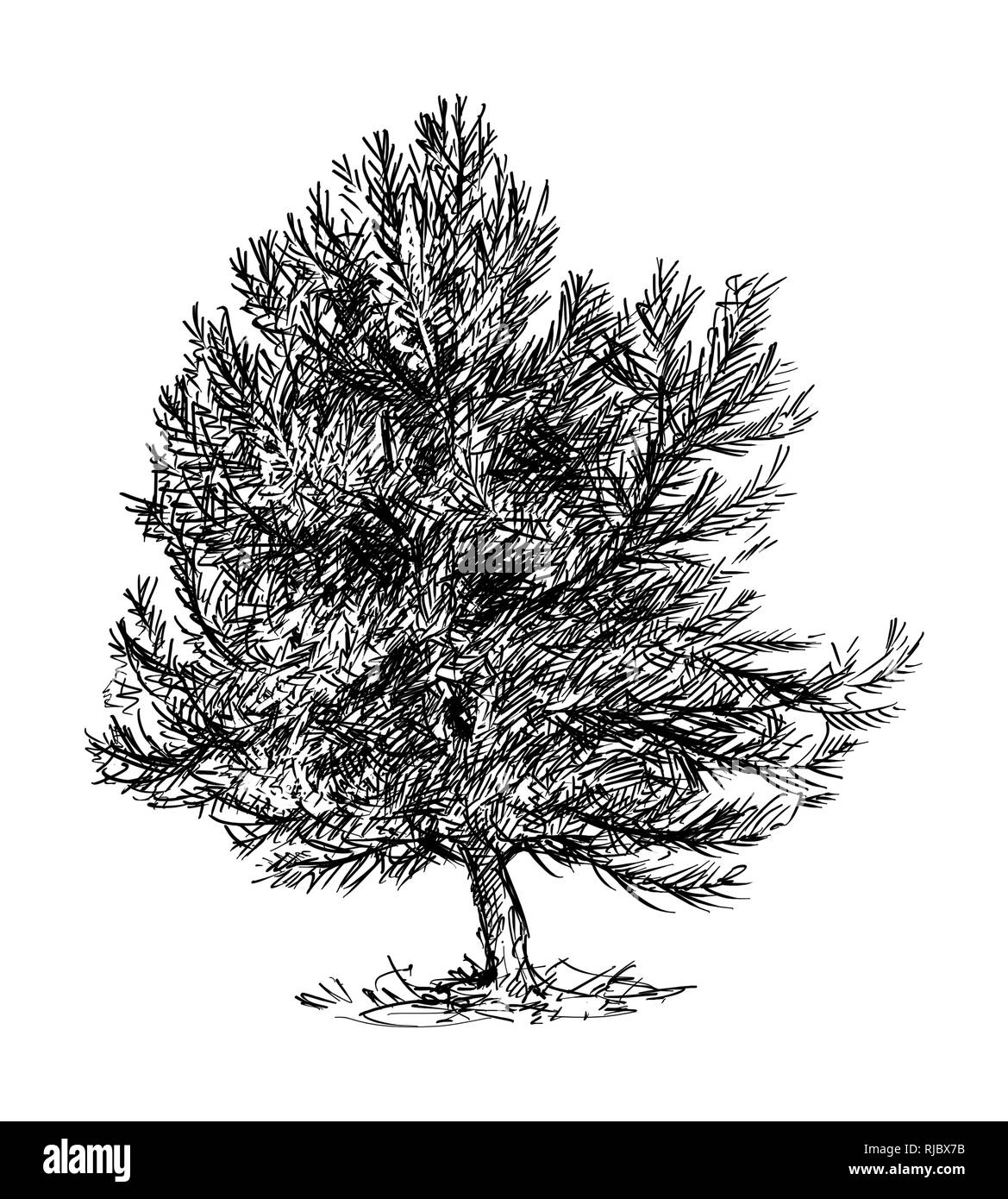 Disegno animato di pino piccolo conifera albero Foto Stock