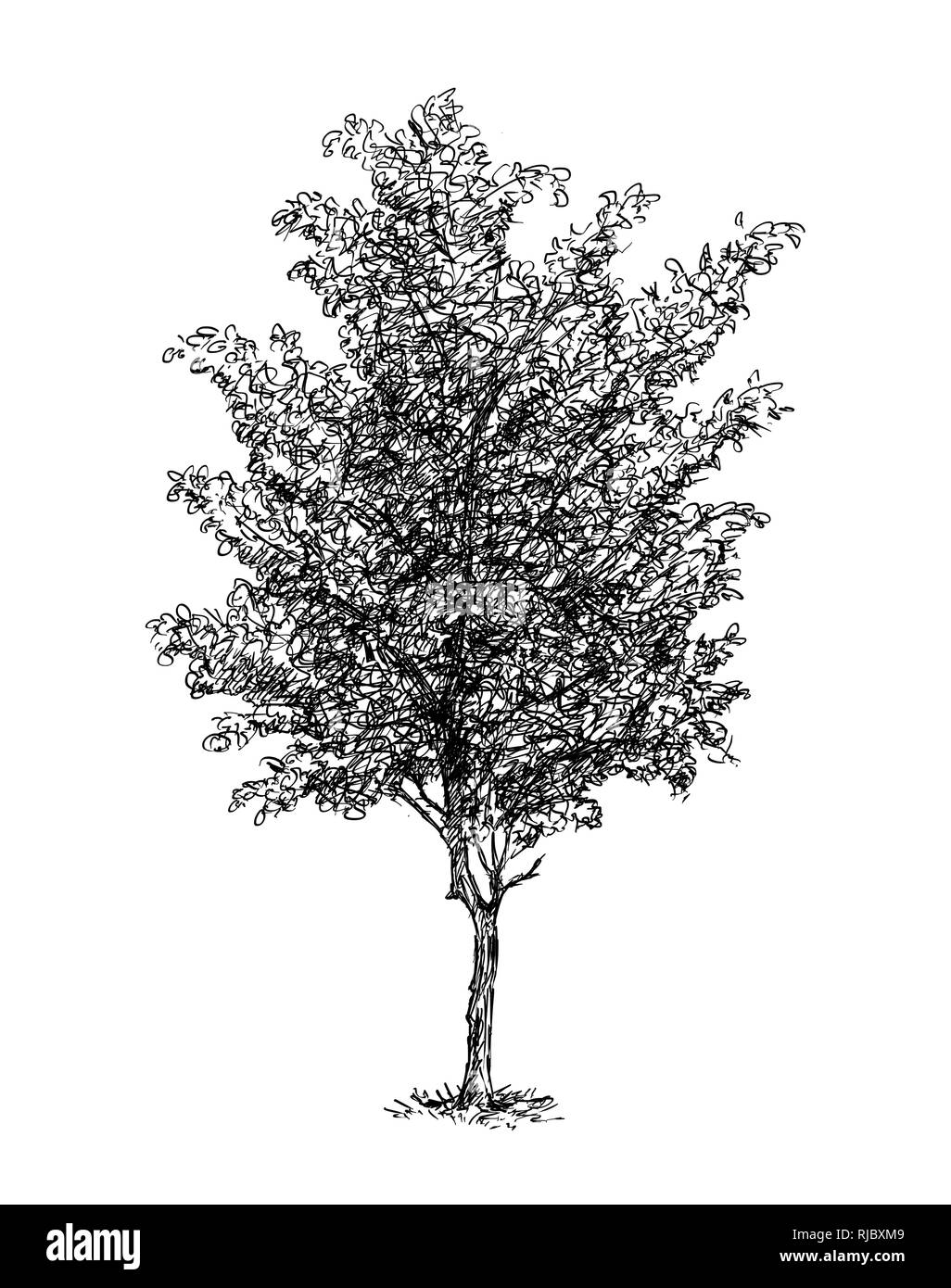 Disegno animato di Faggio Foto Stock