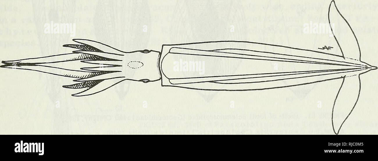 . Cefalopodi. Cefalopodi. Ho posto in Prototeuthoidea, in attesa di una definitiva il trattamento sistematico di tutti i fossili di conchiglie, i seguenti 3 famiglie tranne che per alcune forme di dubbia: 1. Leptoteuthidae (p. 47). Conchiglie fossili illustrata nelle figure 54 e 60, specialmente i generi Leptoteuthis H.v. Mayer e Plesioteuthis Wagner, che hanno un vertice tripartito piastra mediana, un cucchiaio-a forma di cono tlag e una parte conica conus. 2. Geoteuthidae Naef. =â ' qui appartengono forme come B e 1 o p e 11 mi s Voltz simplex ( = G e o t th ue i s lata Miinst. = B el e mn o s e p i a lata Orb., ecc. Bandiera del cono ampio, foglia-sagomato, o Foto Stock