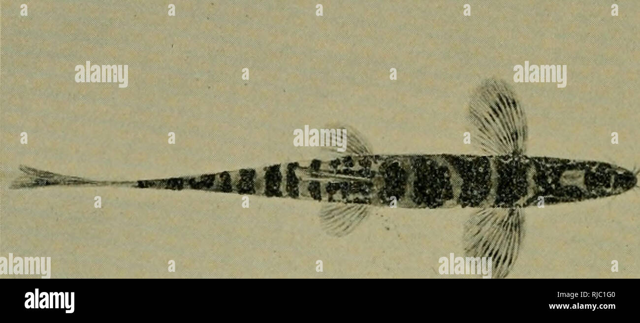 . Centrale spedizioni asiatica del Museo Americano di Storia Naturale, sotto la guida di Roy Chapman Andrews : contributi preliminari in geologia, paleontologia e zoologia. Centrale spedizioni asiatico (1921-1930); spedizioni scientifiche; Storia Naturale; spedizioni scientifiche; storia naturale. 4 American Museum Novitates [n. 177 Botia purpurea, specie nuova descrizione del tipo.-Numero 8401, il Museo Americano di Storia Naturale, dal Huping, Lago Tungting Hunan; raccolti da Clifford H. Papa. La lunghezza e la base della caudale, 132 mm. Profondità di lunghezza, 4.2; CAPO 4. Muso in testa, 2.5; larghezza Foto Stock
