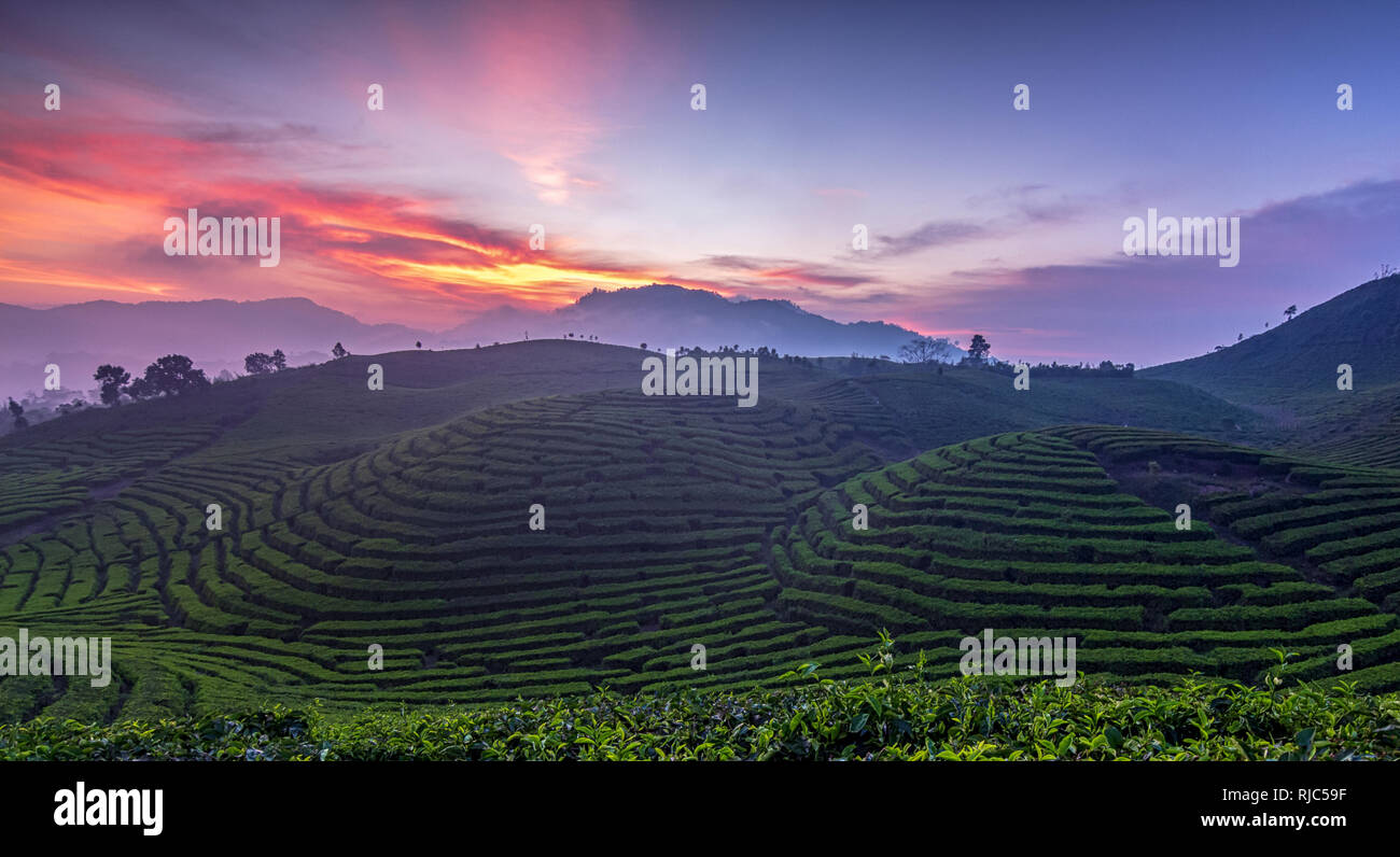 La piantagione di tè al tramonto, Alahan Panjang, a ovest di Sumatra, Indonesia Foto Stock
