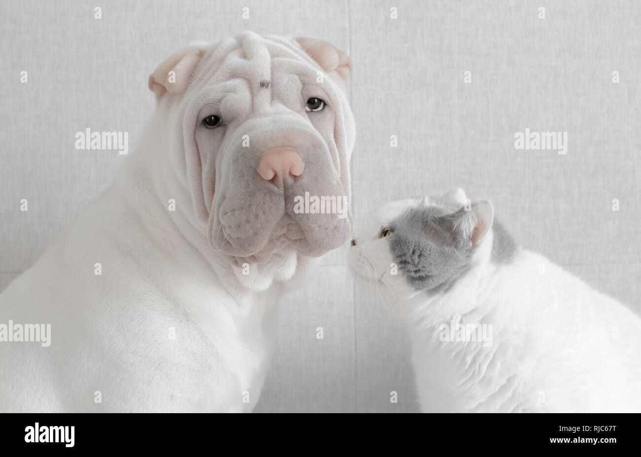Gatto britannico shorthair guardando un cucciolo di pepy shar Foto Stock