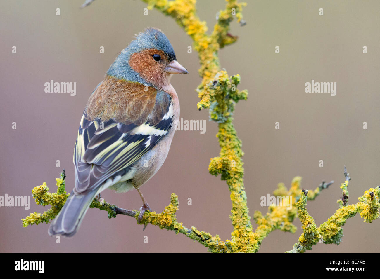 Comune, fringuello maschio adulto in piedi su un ramo, Campania, Italia (Fringilla coelebs) Foto Stock