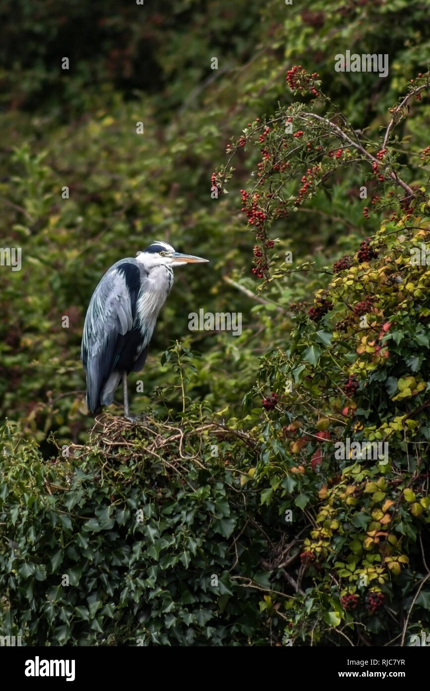 Heron arroccato nella siepe a fianco di un fiume Foto Stock