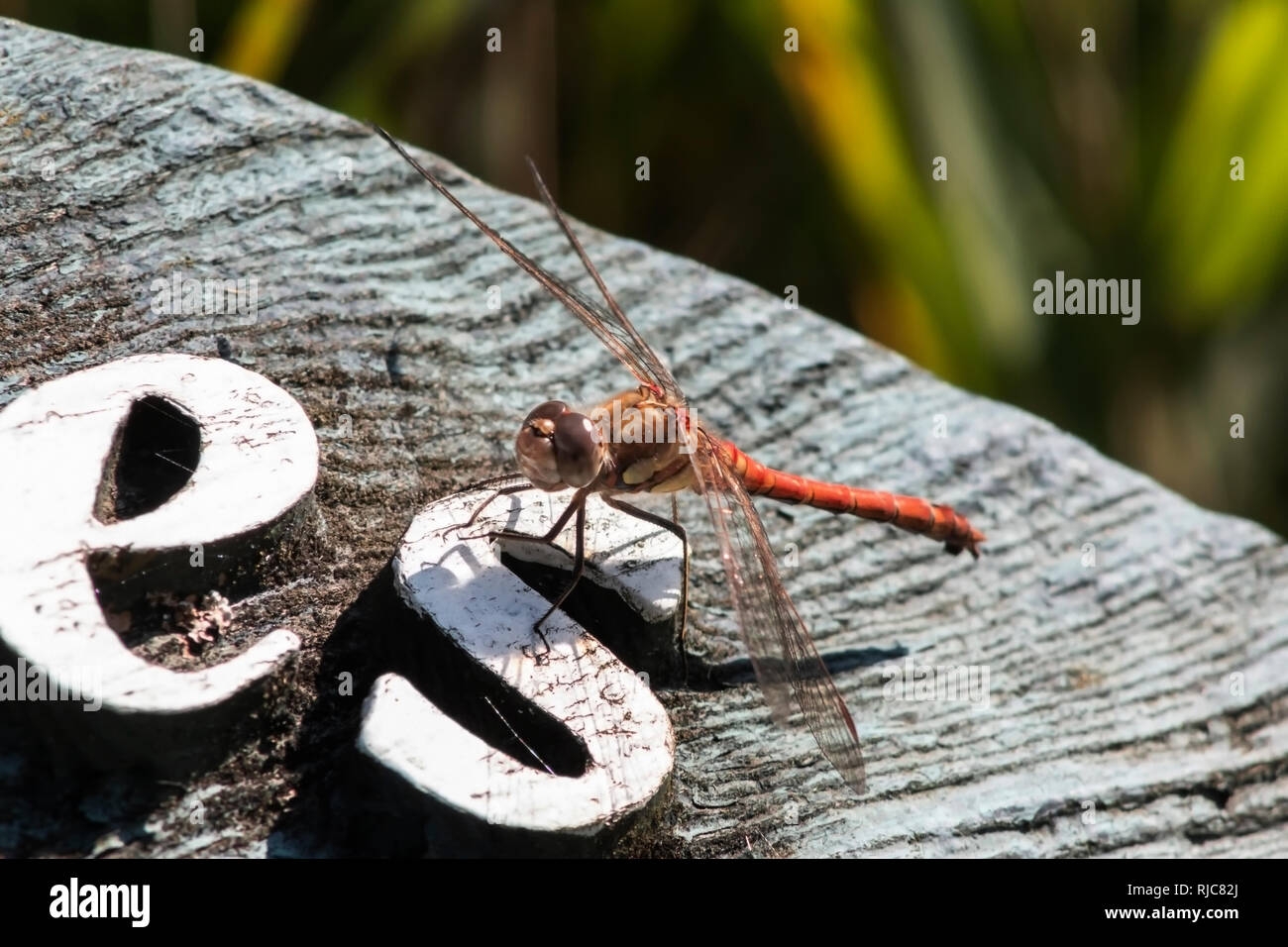 Common Darter Dragonfly a riposo sotto il sole Foto Stock