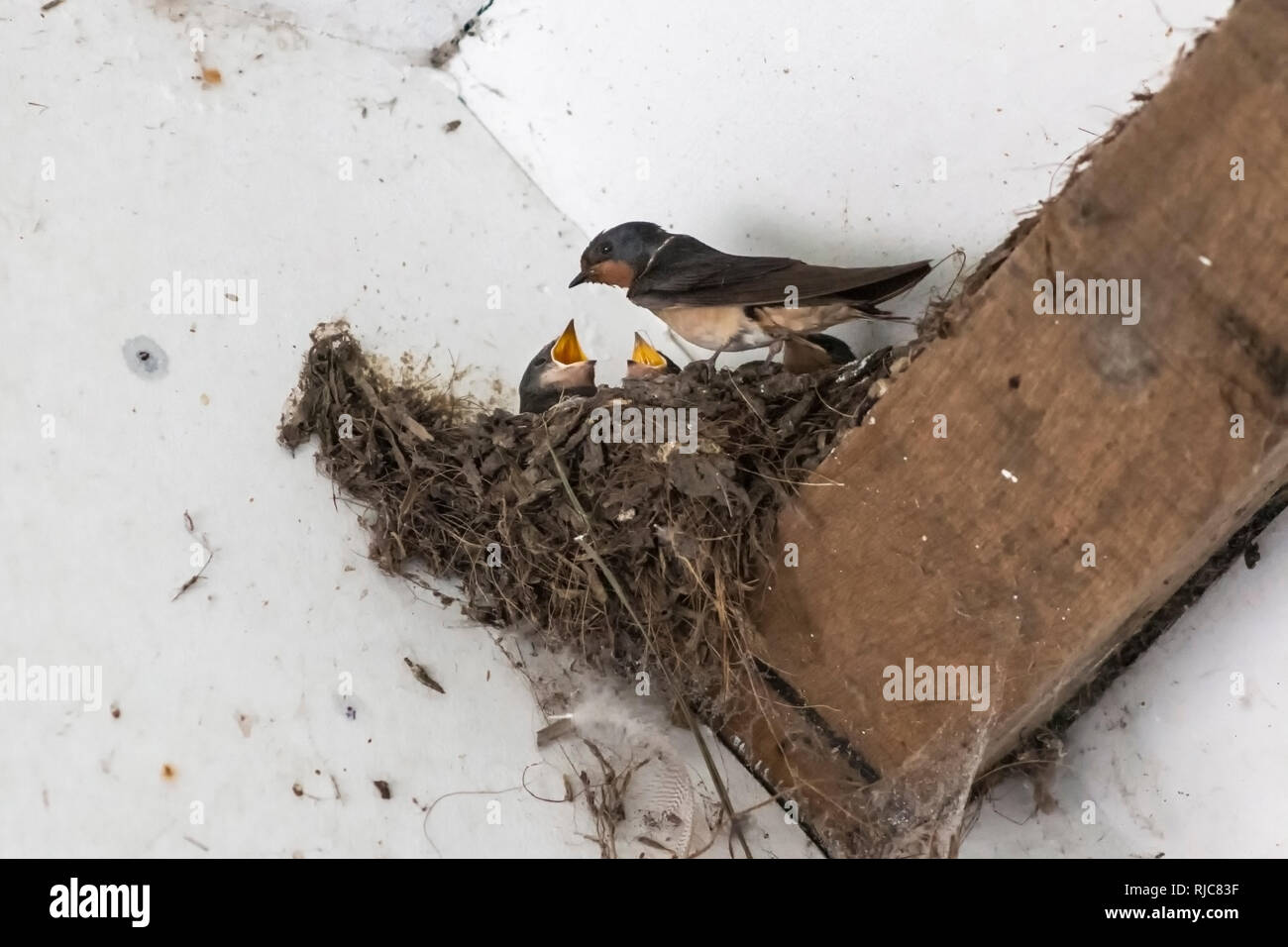 Baby rondini in un nido in attesa di essere alimentati dall'uccello adulto Foto Stock