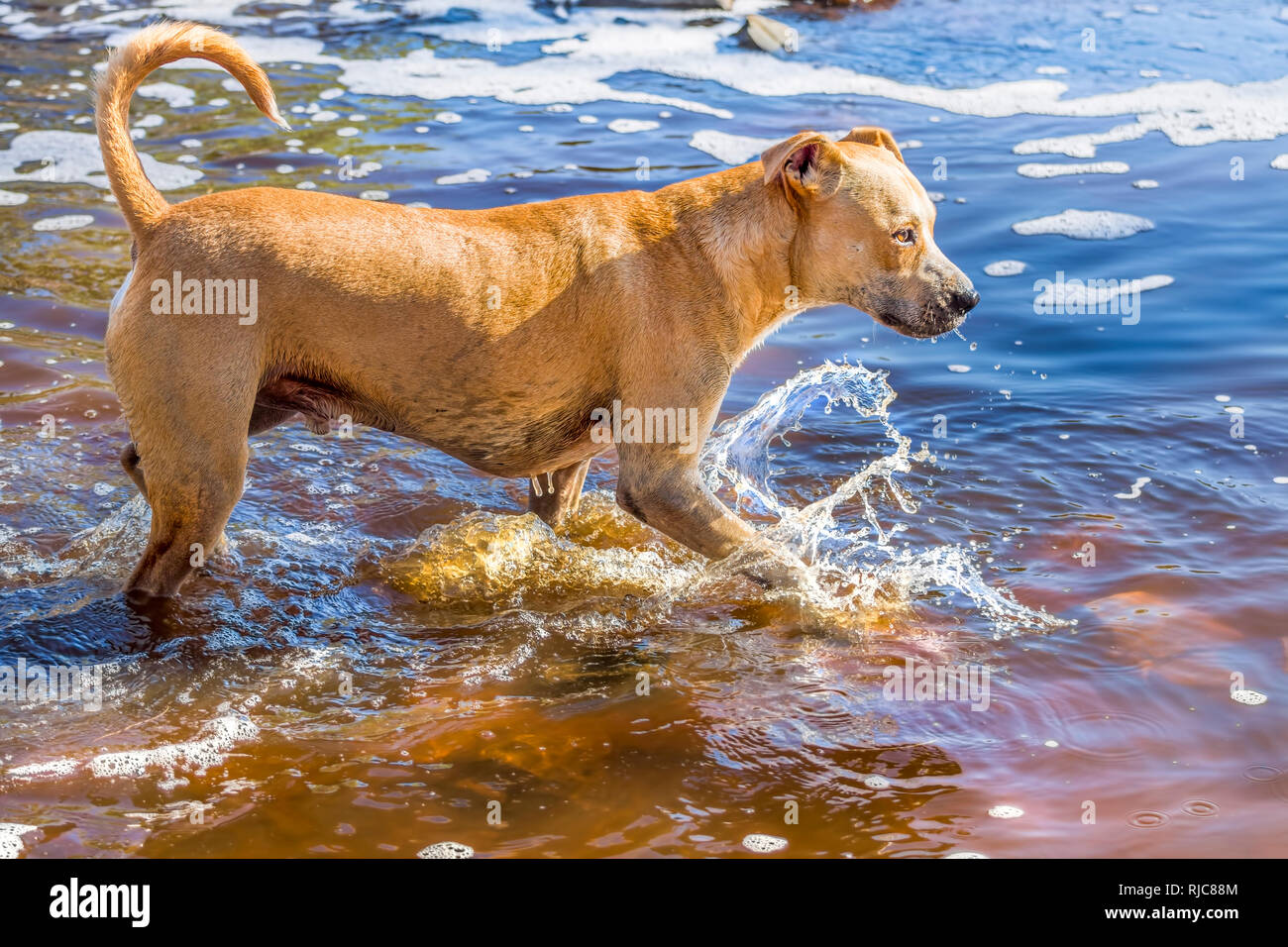 American Staffordshire terrier in piedi in un fiume Foto Stock