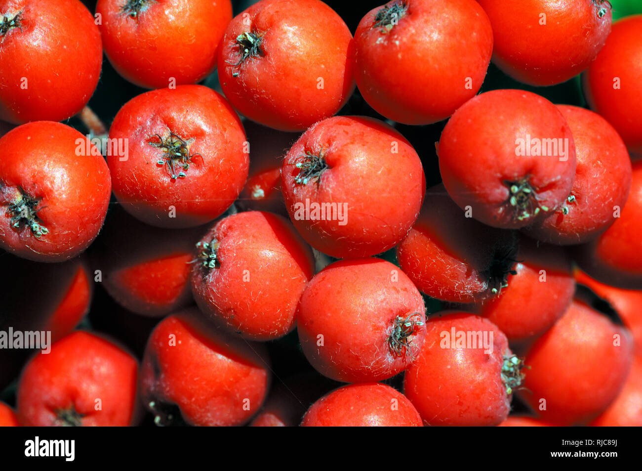 Unione Rowan bacche o frutta dell'Unione Rowan Tree aka Mountain-Ash, Sorbus aucuparia Foto Stock