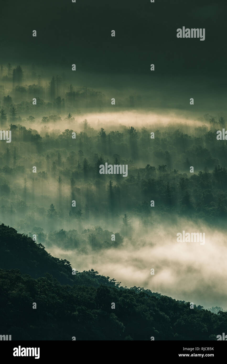 Nebbia di mattina su una foresta alpina, North Carolina, Stati Uniti Foto Stock