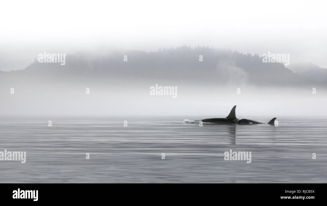 Kanada, British Columbia, Orca Wale in der Johnstone Strait Foto Stock