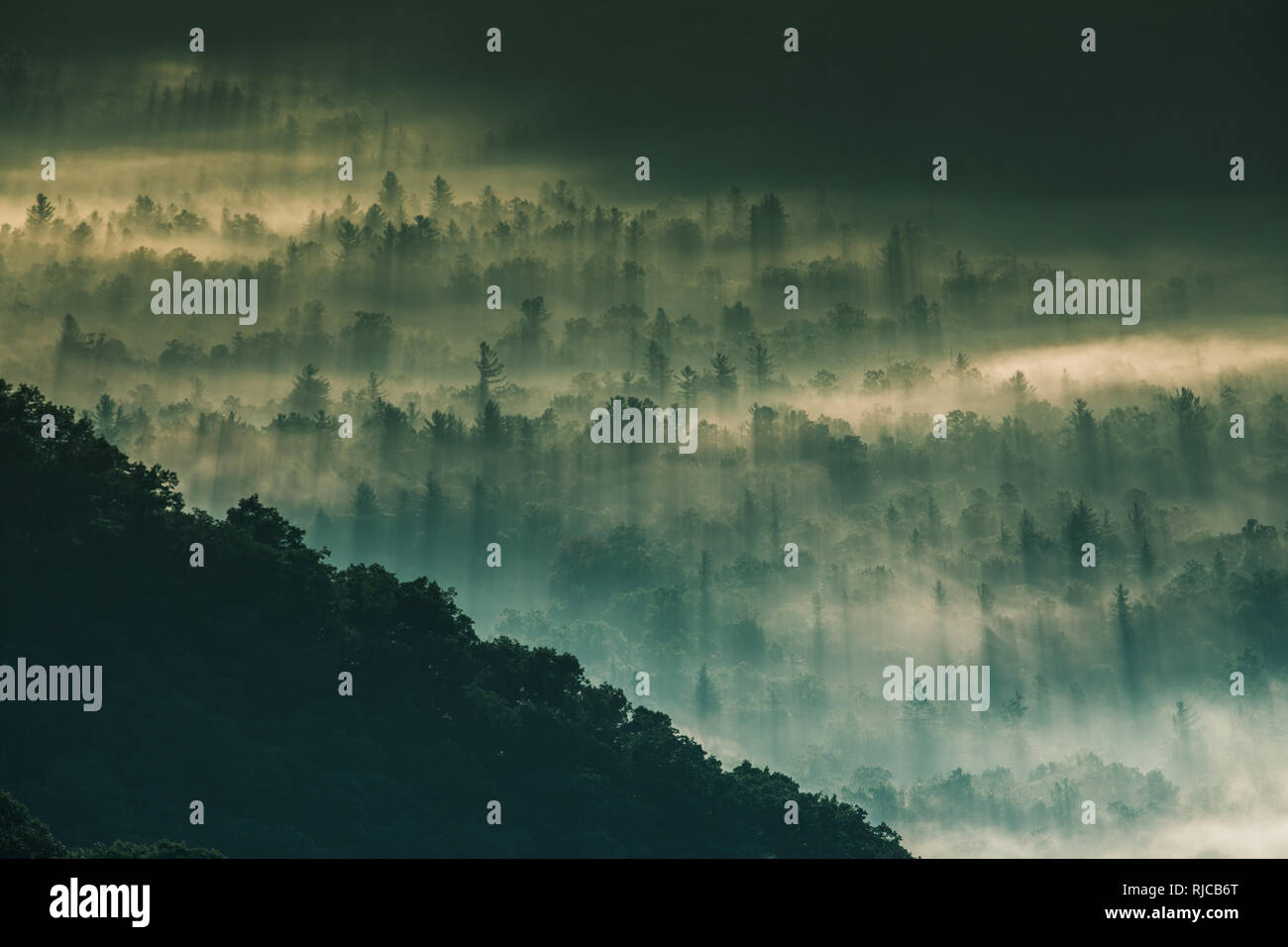 Nebbia di mattina su una foresta alpina, North Carolina, Stati Uniti Foto Stock
