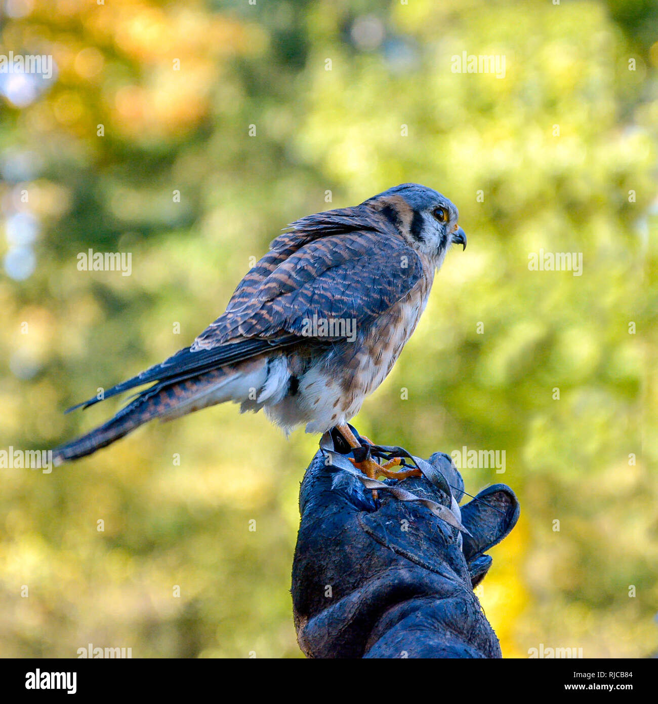 American gheppio appollaiato su un guanto, Canada Foto Stock