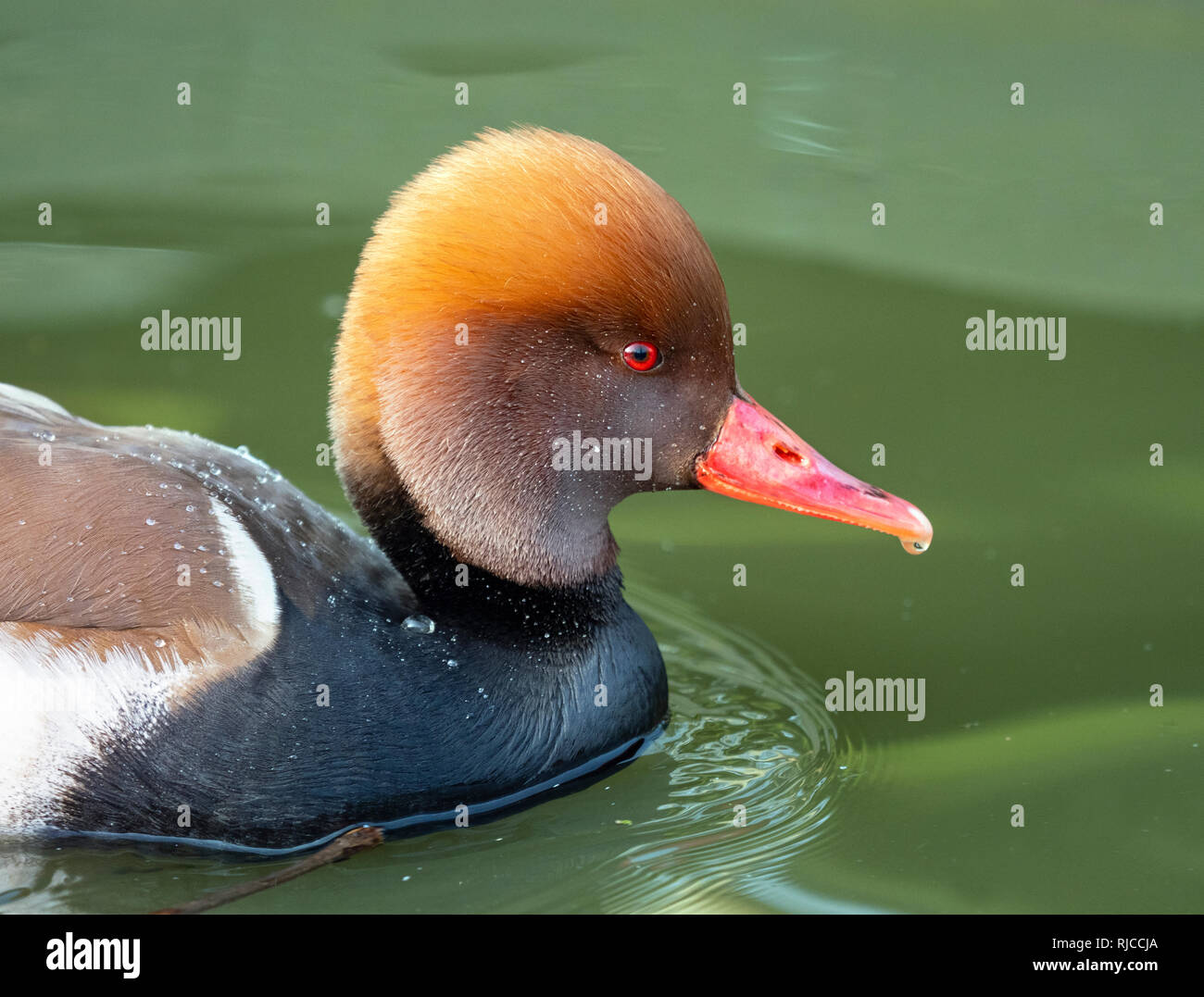 Rosso-crested pochard netta rufina Foto Stock