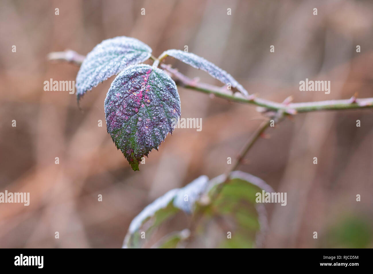 Bella fotografia macro di foglie di pupazzo di neve in una molto frosty giorno, Italia Foto Stock