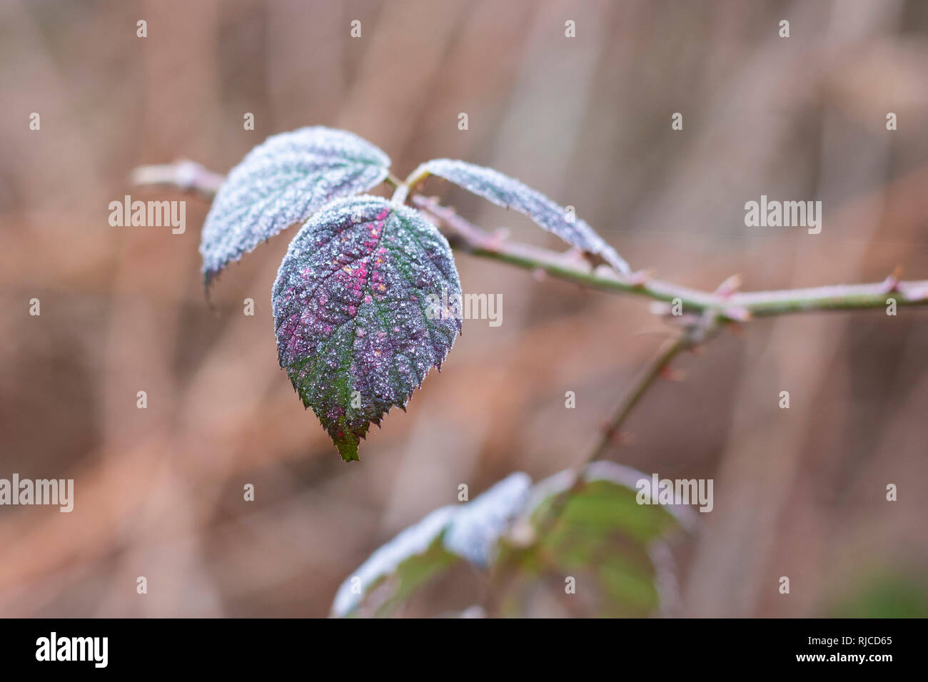 Bella fotografia macro di foglie di pupazzo di neve in una molto frosty giorno, Italia Foto Stock