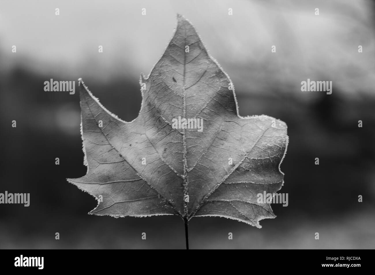 Meravigliose foto closeup isolate di lasciare congelati Foto Stock