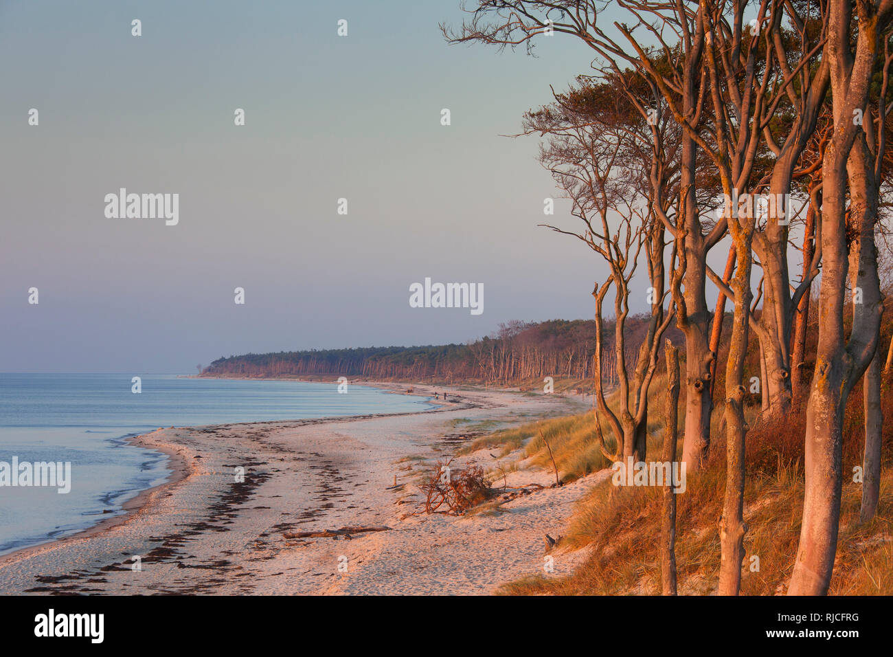 Darß / Darss costa ovest della penisola di Fischland-Darß-Zingst, Western Pomerania Area Laguna NP, Meclemburgo-Pomerania, Germania Foto Stock