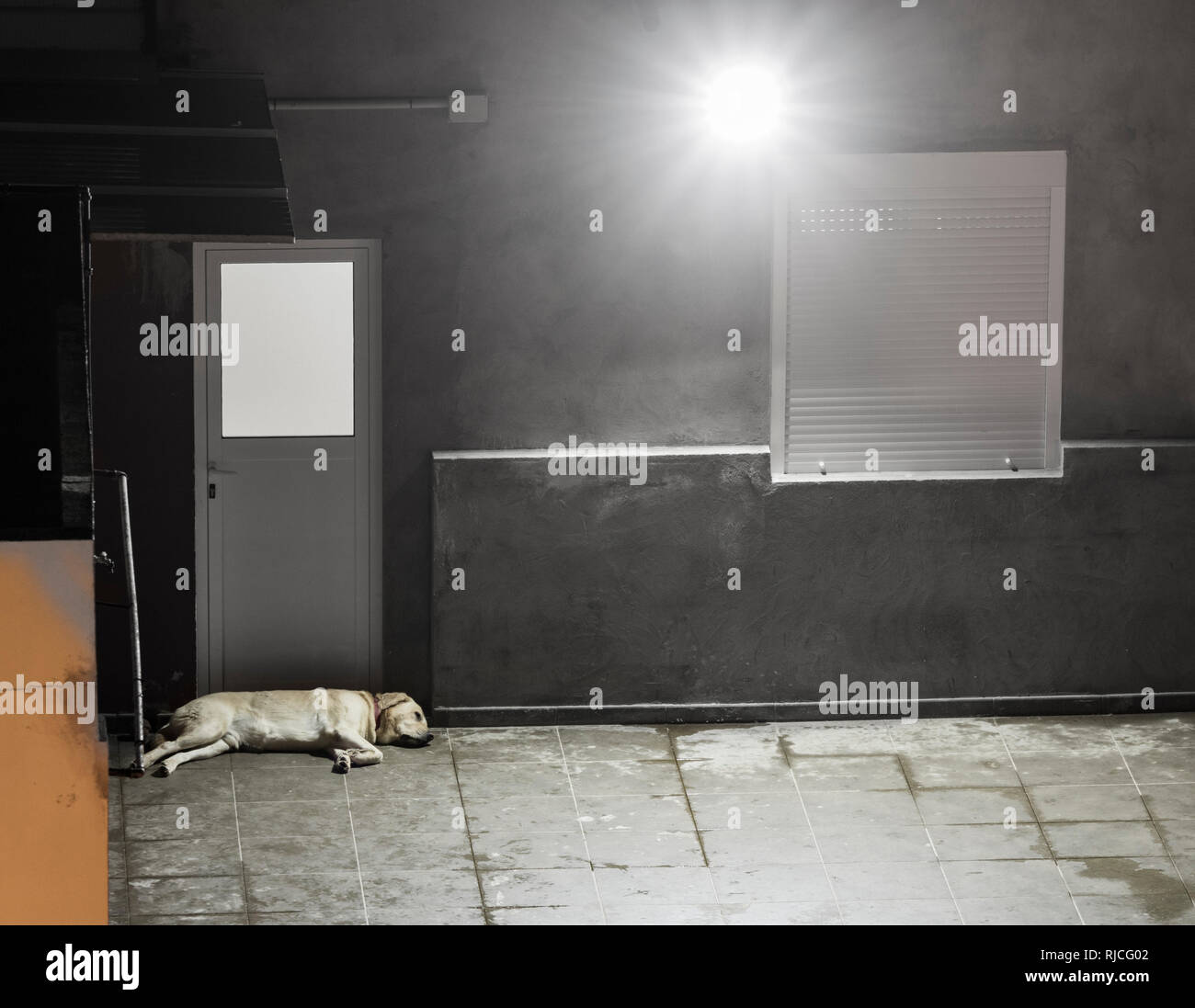 Il Labrador dormire sul tetto appartamento in Spagna. Foto Stock