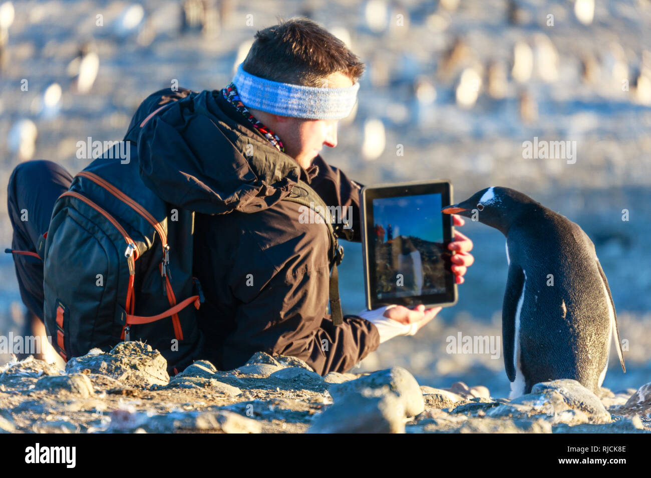 I giovani chiedono penguin chick fissando con curiosità per la sua riflessione nel tablet pc screen display , Barrientos isola, Antartide Foto Stock