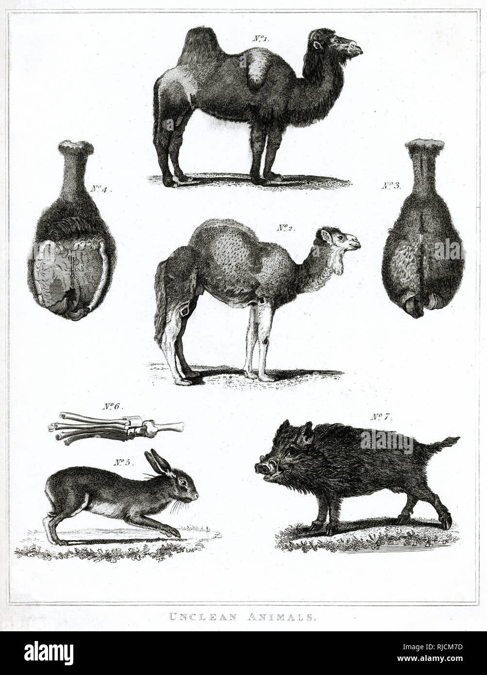 Nel giudaismo, il concetto di 'impura' o 'unclean' animali, svolge un ruolo di primo piano nella legge ebraica che specifica quali alimenti sono ammessi (kosher) e che sono proibite per mangiare. Nella Torah, alcuni animali sono denominati come puro o impuro, mentre altri sono classificati in base ad altri criteri che li rendono sia in forma pura o impura. " Puro " un animale devono essere macellati e puliti secondo regolamenti specifici. Terra-dimora gli animali che masticano il cud e selvaggi zoccoli, sono kosher. Cammelli, lepre, suini e cinghiali sono considerati animali impuri perché non soddisfano queste caratteristiche. Foto Stock