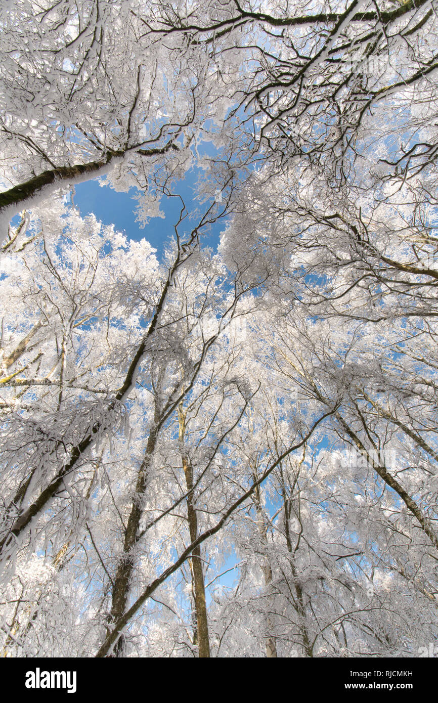 Ludshott comune, neve pesante copertura di alberi, vista verticale al di sopra di tree tops, cielo blu, Gennaio, Surrey, Regno Unito. Foto Stock