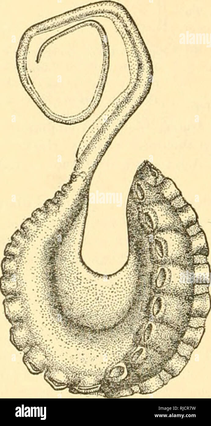 . I cefalopodi delle isole Hawaii. Cefalopodi; molluschi. 28o BOLLETTINO DELL'UFFICIO DI PRESIDENZA DI PESCA. Le misurazioni di Argonauta bottgeri. Lunghezza totale (a punta di secondi bracci) 59 l'estremità del corpo di base della dorsale 23 bracci di estremità del corpo di margine ventrale del mantello 21 la larghezza del corpo vicino medio 10 larghezza del manto anteriormente 13 larghezza tra gli occhi 13 Lunghezza di- dorsale destro braccio alla porzione espansa (all'interno di MEA- urement) 15 dorsale sinistro braccio alla porzione espansa (all'interno di MEA- urement) 17 Lunghezza di- mm. Diritto secondo braccio (all'interno di misurazione) 36 sinistra secondo braccio (all'interno di misurazione) 35 destra terzo braccio (all'interno Foto Stock