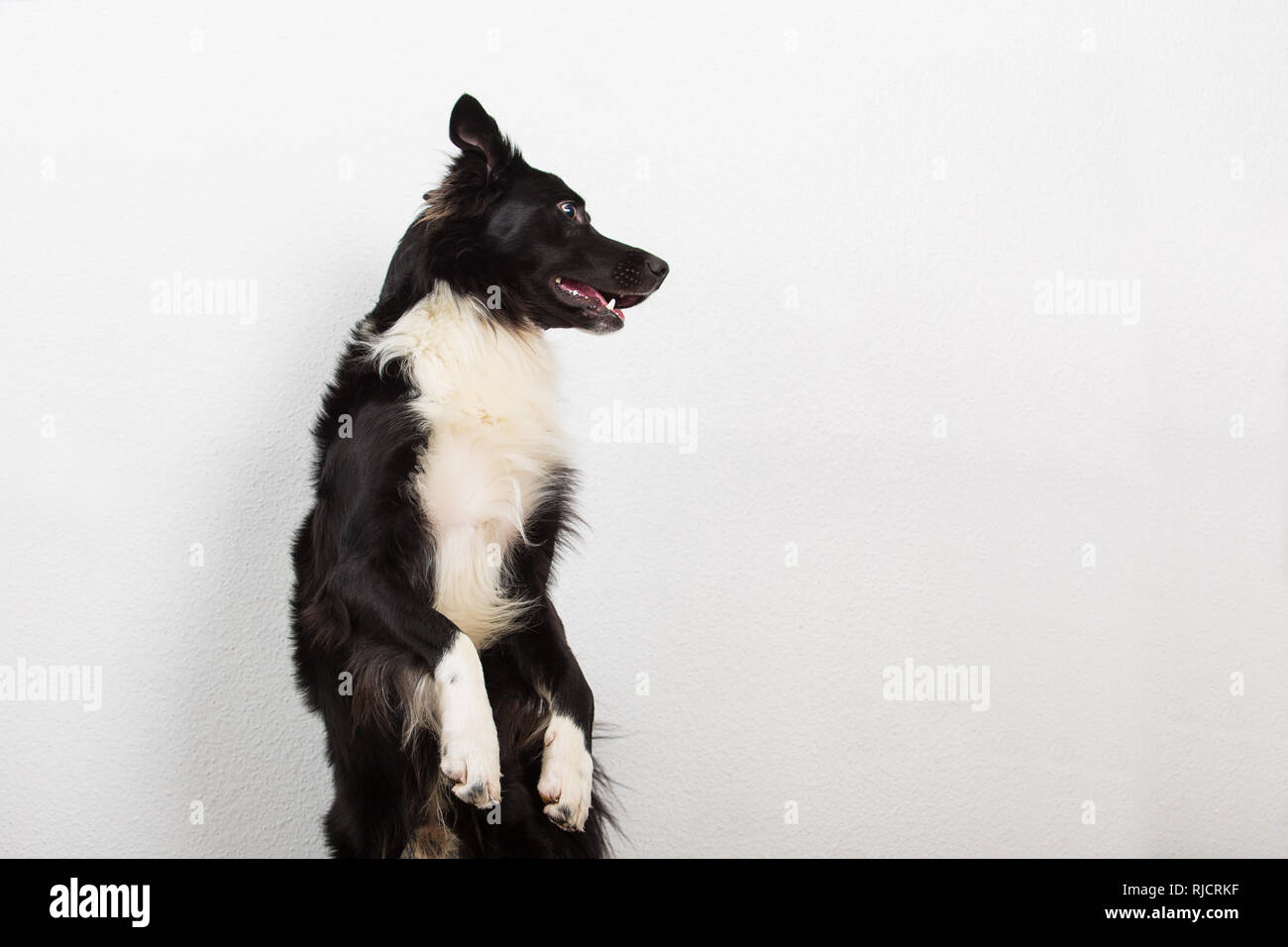 Giocoso Border Collie sheepdog in piedi su due zampe alla ricerca attenta isolate su muro grigio Sfondo con copia spazio. Foto Stock