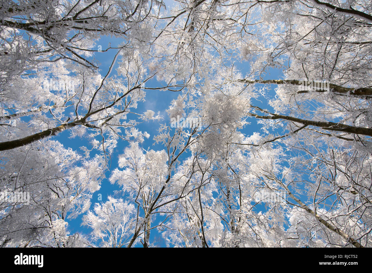 Ludshott comune, neve pesante copertura di alberi, vista verticale al di sopra di tree tops, cielo blu, Gennaio, Surrey, Regno Unito. Foto Stock