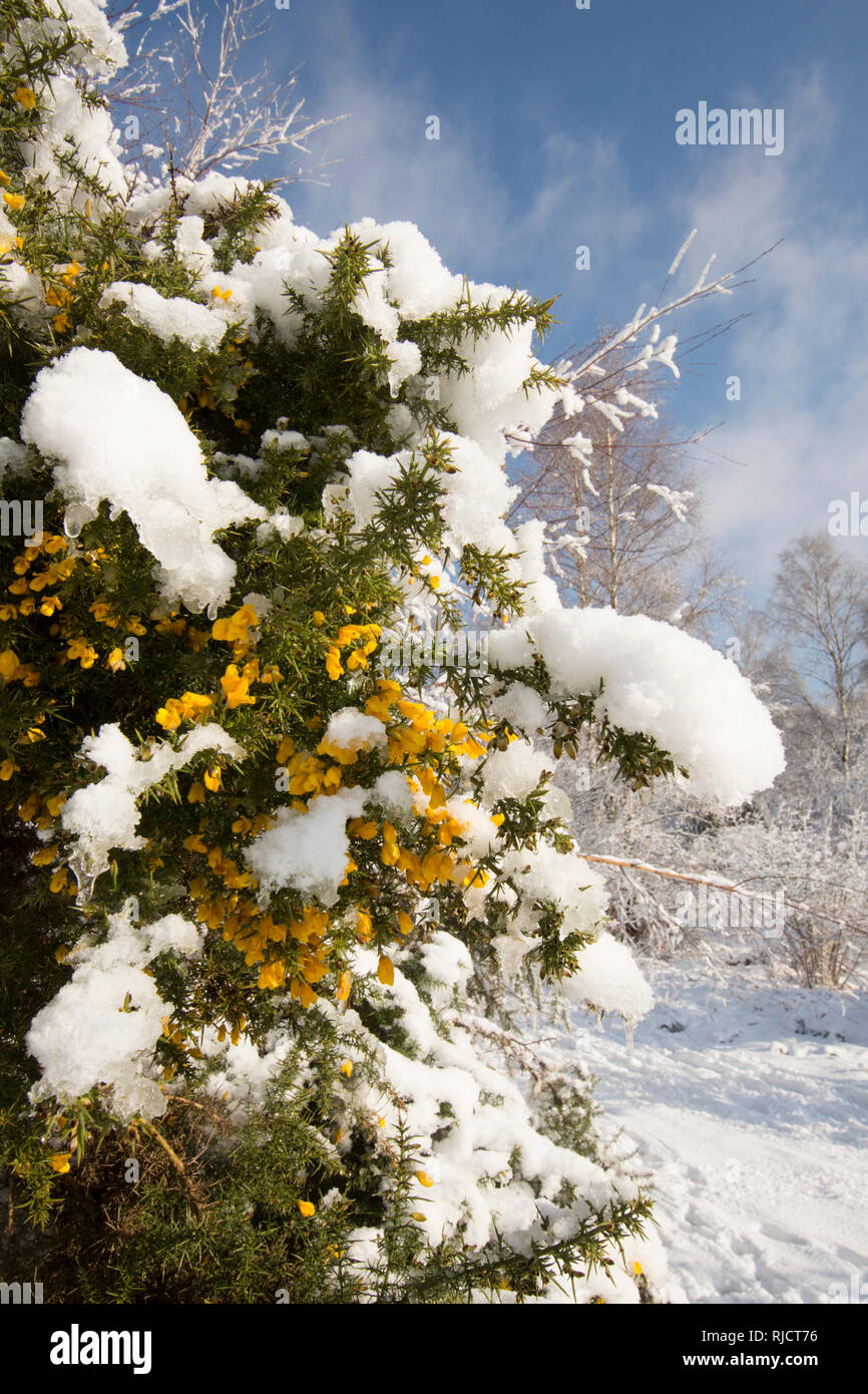 Donna Di Bellezza Invernale Vestita Di Fiori Congelati Ricoperti Di Gelo Con  Neve Sul Viso E Sulle Spalle. Natale Fotografia Stock - Immagine di arte,  caucasico: 235771122