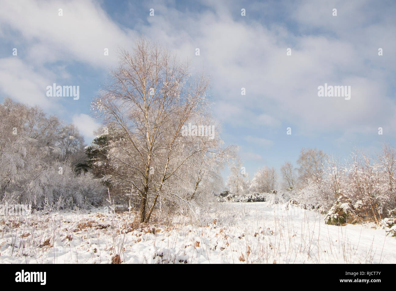 Ludshott comune, neve pesante copertura di alberi, cielo blu, Gennaio, Surrey, Regno Unito. Foto Stock