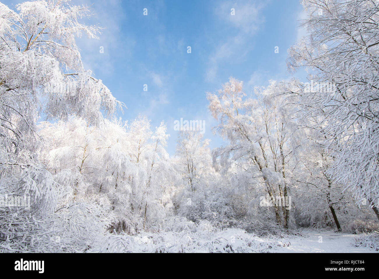 Ludshott comune, neve pesante copertura di alberi, cielo blu, Gennaio, Surrey, Regno Unito. Foto Stock