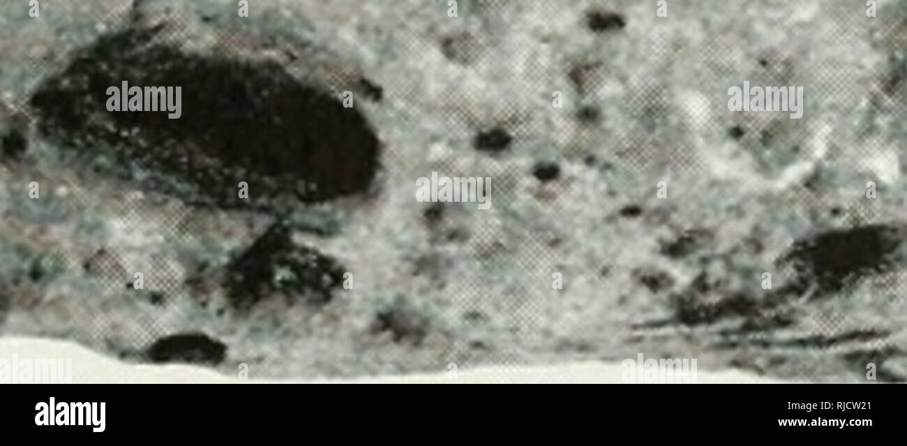 . Capitoli della preistoria dell'est in Arizona. . Fig. 55. Malta da Thode sito. Lunghezza, 28.0 cm. da 4.1 a 13.5 cm. Il cup.s sono da 5.0 a 10.7 cm. di diametro e da 0,8 a 7,0 cm. di profondità. Sono stati recuperati dal Goesling e Thode Siti e da rim 'vicolo e Hooper Ranch Pueblos. Questi sembrano essere simili alle malte e ciotole di pietra dal punto di pini (VVendorf. 1950, pagg. 57-58; Breternitz. 1959, pagg. 41-42) e dall'area di riserva (Rinaldo, 1959, p. 241; Martin e Rinaldo, 1950b, p. 470). Un solo campione è stato perfettamente lavorato sulla e.xterior; gli altri erano ruvidi. Howeve Foto Stock