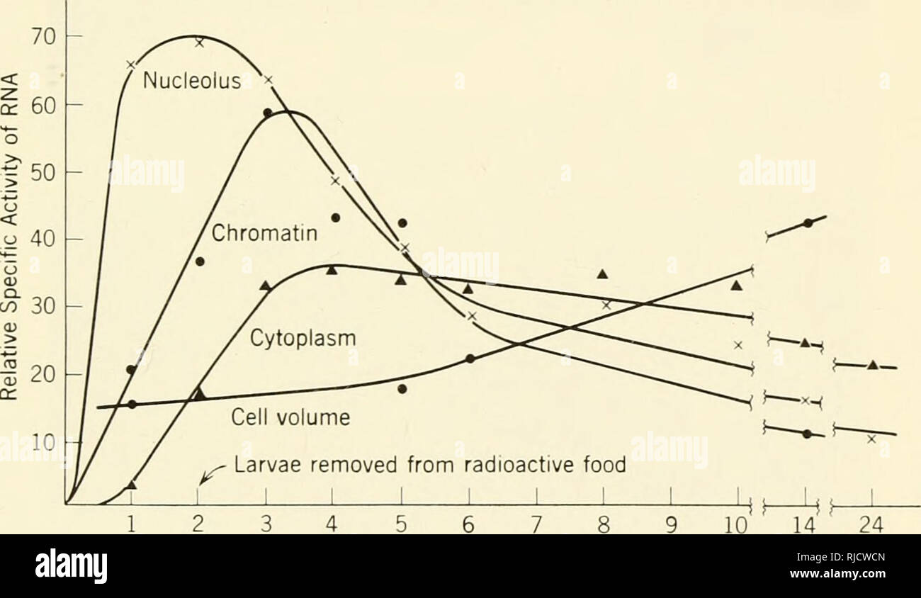 . Eredità di cella. Citogenetica. Controllo genetico della integrazione di celle 317 cvtologists ansver a questa domanda sono state fortemente limitato dall'in- visibihty dei cromosomi, eccetto durante la mitosi e la meiosi, sotto il microscopio Hght. Come ancora solo i cromosomi polytene in determinati tessuti di alcune larve di insetti, che rimangono visibili durante lo sviluppo larvale, hanno fornito materiale per una analisi dettagliata di intra- nuclear sintesi di DNA, RNA e proteine lungo i cromosomi in interfase. Questi cromosomi sono magnifici rispetto alla dimensione, morfologiche dettaglio, correlazione con Foto Stock