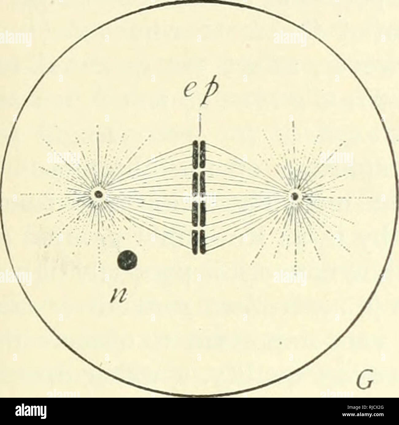 . La cella in fase di sviluppo ed ereditarietà. Le cellule. OUTLIXE DELLA DIVISIONE IXDIRECT 69 noto come karyokiiietic o figura mitotico. Esso può essere descritto come costituito da due parti distinte e cioè i, la figura cromatica, formata da profondamente la colorazione dei cromosomi; e, 2, la figura acromatico, consistente del mandrino e gli astri che, in generale, macchia ma leggermente. La sostanza fibrosa della figura acromatico è gener-. Si prega di notare che queste immagini vengono estratte dalla pagina sottoposta a scansione di immagini che possono essere state migliorate digitalmente per la leggibilità - Colorazione e aspetto di queste illustrazioni Foto Stock