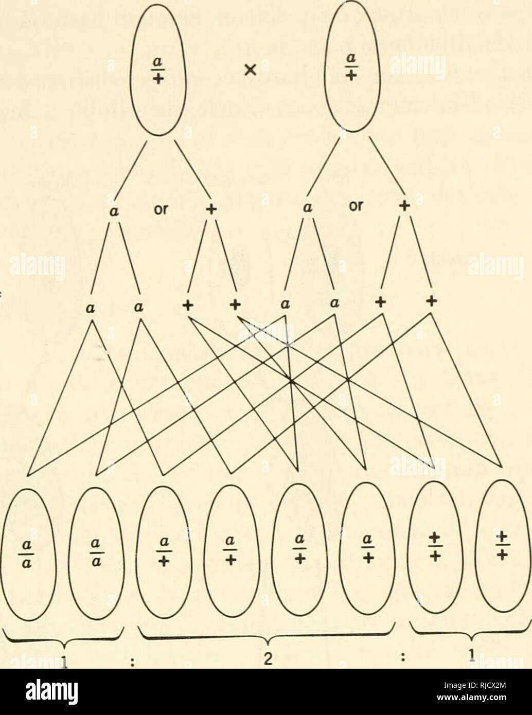 . Eredità di cella. Citogenetica. Geni NONCHROMOSOMAL 265 genitori meiosi divisione mitotica dei nuclei aploidi progenie coppie. La segregazione del gene in coniugazione meiosi. Si prega di notare che queste immagini vengono estratte dalla pagina sottoposta a scansione di immagini che possono essere state migliorate digitalmente per la leggibilità - Colorazione e aspetto di queste illustrazioni potrebbero non perfettamente assomigliano al lavoro originale. Sager, Ruth; Ryan, Francis J. (Francesco Giuseppe), 1916-. New York, Wiley Foto Stock