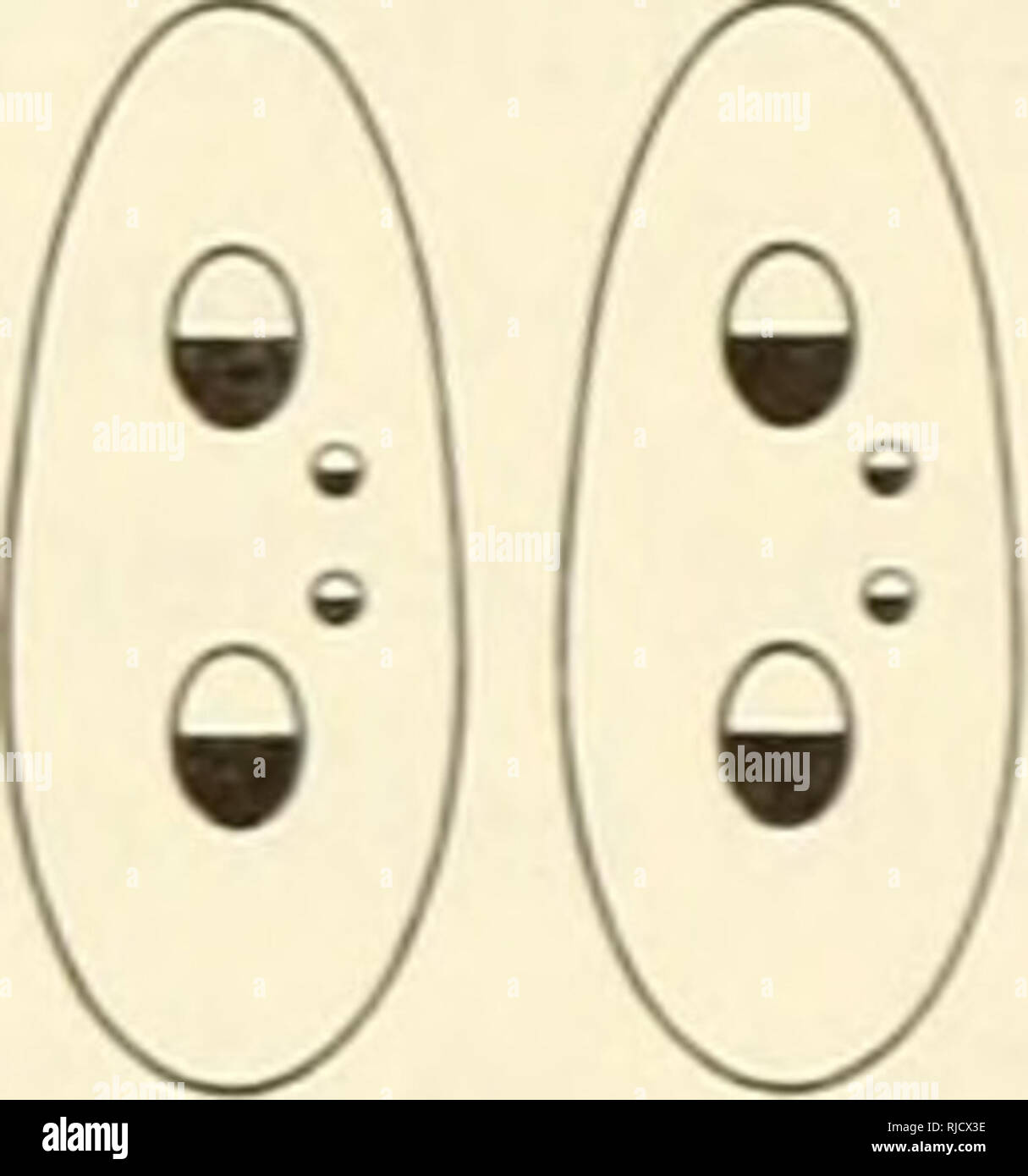 . Eredità di cella. Citogenetica. Figura 9.10. Autogamy e la coniugazione in paramecio. 1. Gli animali con uno macronucleus e due micronuciei per cella. 2. Ogni micronucleo subisce la meiosi. Risultato: otto nuclei aploidi. La macro- nucleo comincia a degenerare. 3". Sette dei nuclei degenere, e l'ottavo vuoi dividere. 4. Nella coniugazione di animali, a un membro di ogni coppia di nuclei rimanente viene scambiato. 5. I nuclei aploidi il fusibile per formare la nuova sul micronucleo diploide che divide due volte, dando origine a due nuove macronuclei e due micronuciei. 6. Alla successiva divisione cellulare, una macro- nucle Foto Stock