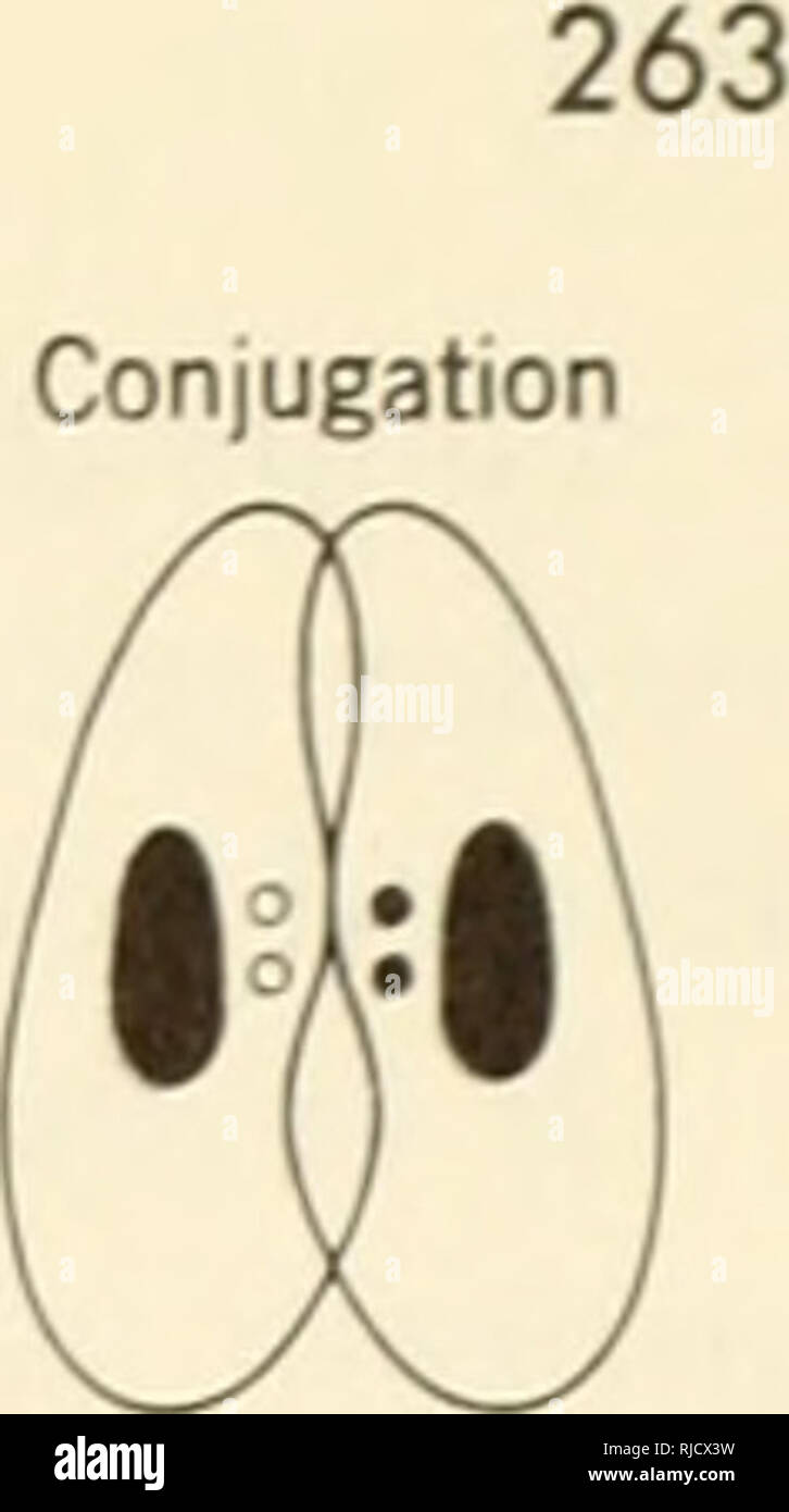 . Eredità di cella. Citogenetica. Geni NONCHROMOSOMAL Autogamy. Figura 9.10. Autogamy e la coniugazione in paramecio. 1. Gli animali con uno macronucleus e due micronuciei per cella. 2. Ogni micronucleo subisce la meiosi. Risultato: otto nuclei aploidi. La macro- nucleo comincia a degenerare. 3". Sette dei nuclei degenere, e l'ottavo vuoi dividere. 4. Nella coniugazione di animali, a un membro di ogni coppia di nuclei rimanente viene scambiato. 5. I nuclei aploidi il fusibile per formare la nuova sul micronucleo diploide che divide due volte, dando origine a due nuove macronuclei e due micronuciei. 6. Al successivo Foto Stock