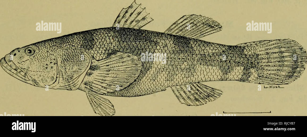 . Centrale spedizioni asiatica del Museo Americano di Storia Naturale, sotto la guida di Roy Chapman Andrews : contributi preliminari in geologia, paleontologia e zoologia. Centrale spedizioni asiatico (1921-1930); spedizioni scientifiche; Storia Naturale; spedizioni scientifiche; storia naturale. 1928] Nichols, Cinese Fresh-Water pesci 53 Plectropoma susuki Temminck e Schlegel, 1847, "Fauna Japonica,' p. 11, PI. IV, fig. 1. Il Giappone. Campioni esaminati da Anhwei. Tetraodontid^ Tetraodon Linnaeus LiNN^noi, 1758, "yst. Nat.", 10th ed., pag. 332. Tipo: Tetraodon lineatus Linnaeus. ?Tet Foto Stock