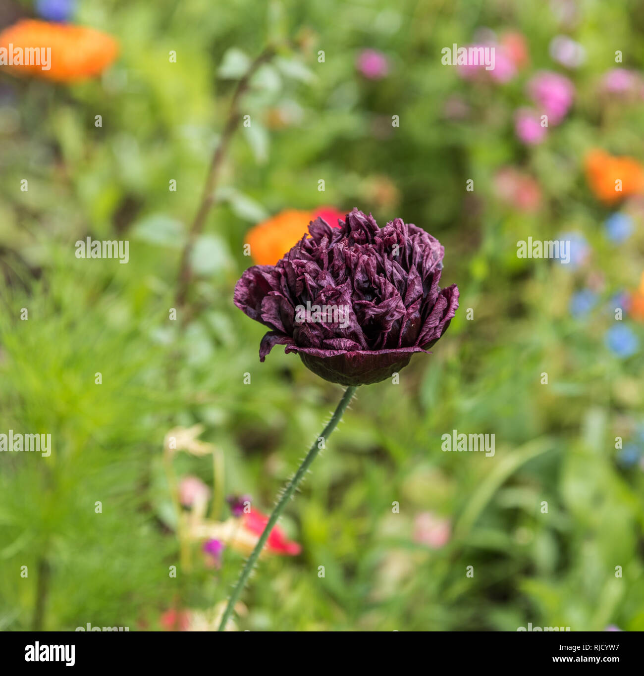 Unico viola scuro, quasi nero papavero. La Peonia nero Semi di papavero sono interessanti piante fiorite con setosa completamente a doppia blumi. Macro centrale shot. Foto Stock