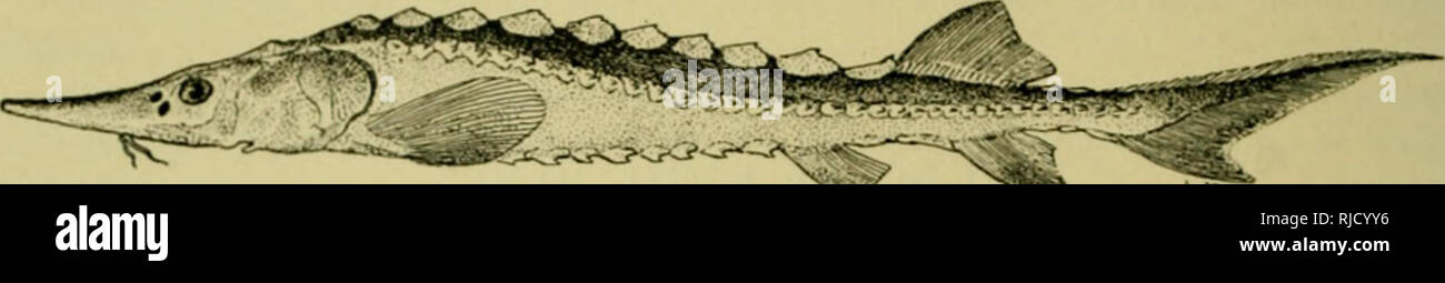 . Centrale spedizioni asiatica del Museo Americano di Storia Naturale, sotto la guida di Roy Chapman Andrews : contributi preliminari in geologia, paleontologia e zoologia. Centrale spedizioni asiatico (1921-1930); spedizioni scientifiche; Storia Naturale; spedizioni scientifiche; storia naturale. 2 Bulh"stagno Museo Americano di Xatural Histonj [Vol. LVIII ACIPENSERIDiE AciPENSEK Liniiiaeus LiNNiBus, 175S, 'Sysf. Nat.", 10th ed., pag. 237. Tipo: Acipenser sturio lin- na-noi.. Fig. 1. Acipenser dahrynnus, 318 mm. di lunghezza standard. •Acipenser dabryanus Dumeril, 1868, Nouv. Arch. Mas., IV, p. Foto Stock