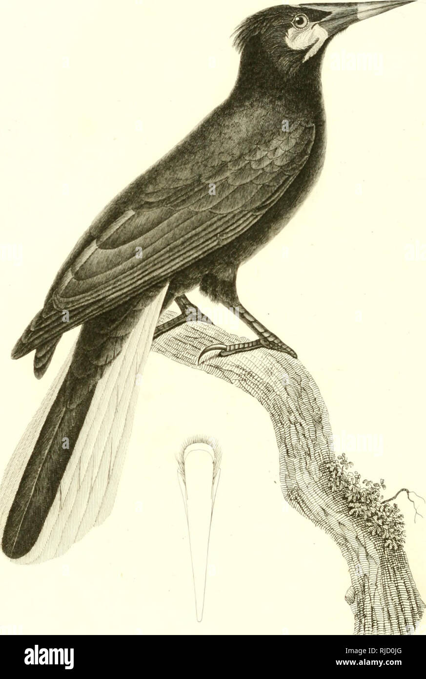 . Zoologique centurie, ou Choix d'animaux rares, ou nouveaux imparfaitement connus : enrichi de planches inÃ©dites, dessinÃ©es d'aprÃ¨s natura par M. PrÃªtre, gravÃ©es et coloriÃ©es avec le plus grand soin. Zoologia; storia naturale. /Y. 7-. PrJfrs /&GT;t/l.r f /rniir '.' ,/s ZaTMjltnt ,,,,,,,;Â Â"//. C ACI QUE M o ntÃ© zuru un (rA ( I( 7 rS Montezuma. /Â".,. Si prega di notare che queste immagini vengono estratte dalla pagina sottoposta a scansione di immagini che possono essere state migliorate digitalmente per la leggibilità - Colorazione e aspetto di queste illustrazioni potrebbero non perfettamente assomigliano al lavoro originale. Lezione, R. P. (ri Foto Stock