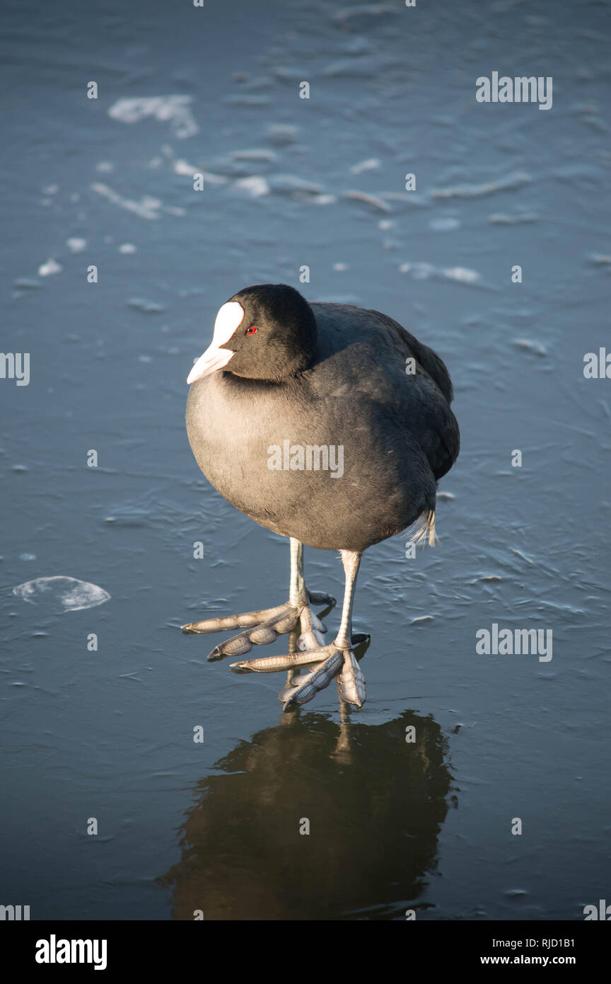 Il canto di un uccello chiamato un American Coot Foto Stock