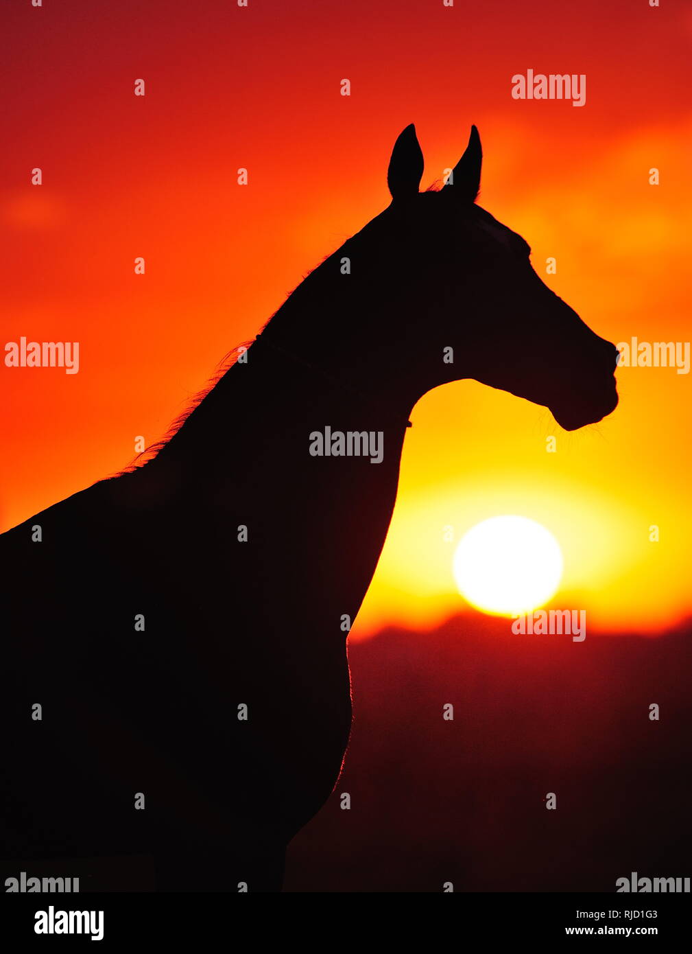Silhouette naturale di un cavallo in luci del tramonto in serata, cavallo sta al di fuori del settore guardando la grande sole rossastro andando verso il basso, verticale, laterale v Foto Stock