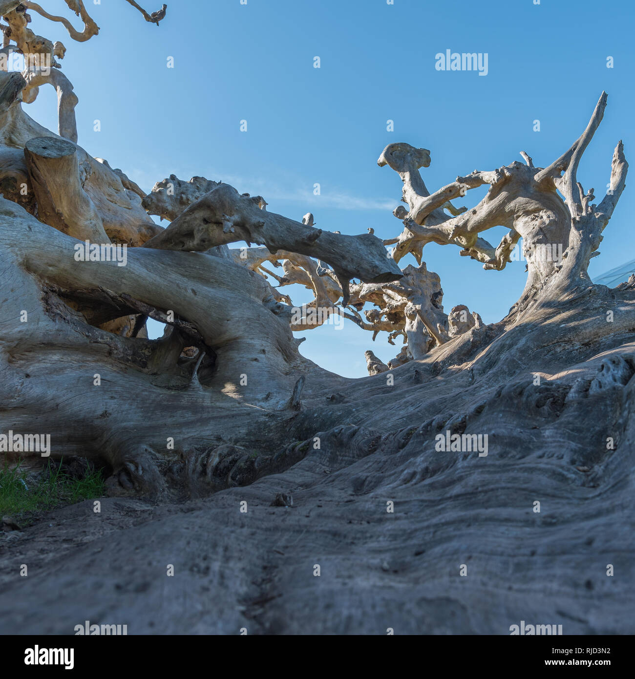 Sorprendente closeup di naturale driftwood un grande pezzo di arte incorporati in una struttura di gioco. Telaio riempito, verso l'alto tiro con l'azzurro del cielo estivo. Foto Stock