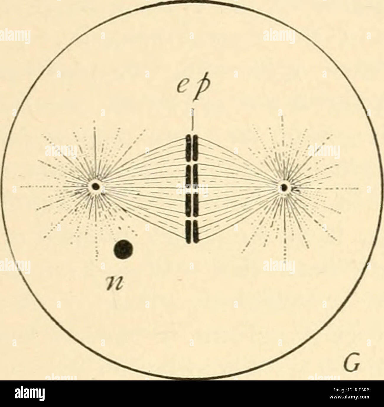 . La cella in fase di sviluppo ed ereditarietà. Le cellule. Profilo della divisione indiretta 69 noto come karyokinctic o figura mitotico. Esso può essere descritto come costituito da due parti distinte e cioè i, la figura cromatica, formata dalla colorazione profondamente cromosomi ; e, 2, il acJironiatic figura, consistente del mandrino e gli astri che, in generale, macchia ma leggermente. La sostanza fibrosa della figura acromatico è gener-. Si prega di notare che queste immagini vengono estratte dalla pagina sottoposta a scansione di immagini che possono essere state migliorate digitalmente per la leggibilità - Colorazione e aspetto di questi illustrazione Foto Stock