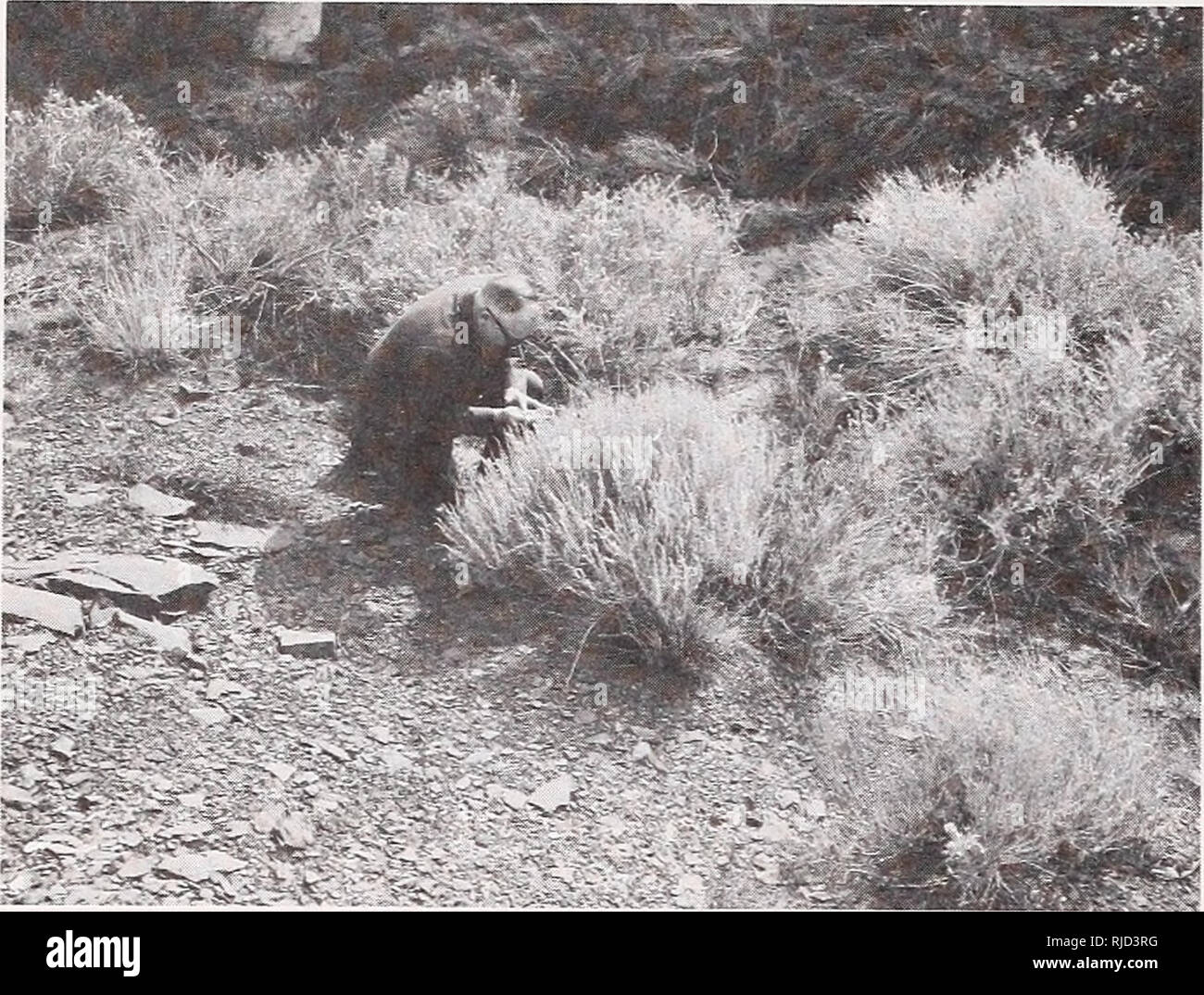 . Caratteristiche di ibridazione e di importanti intermountain arbusti. Compositae Montagne Rocciose; arbusti Montagne Rocciose; Girasoli Grande Bacino; arbusti Grande Bacino. Figura 8.-Bigelow sage- spazzola (k. bigeloviij crescente con fourwing saltbush fAtriplex canescensj in una grav- elly disegnare vicino Bicknelly Wayne C0.3 Utah. A. bigelovii è normalmente privo di galli di insetti e malattie di ruggine che sono comuni in altri taxa della sezione Tridentatae coleottero (1960). Ibridazione.--questa specie ha un cromosoma di base numero di ^=9. Entrambe le cellule diploidi (2n = 18) e tetraploide (2n = 36) I moduli sono noti (Ward 1953; Foto Stock