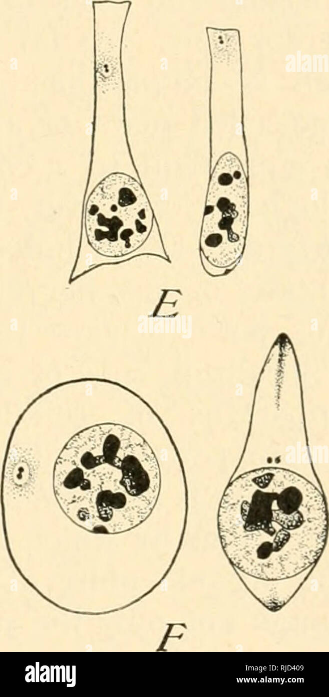 . La cella in fase di sviluppo ed ereditarietà. Cellule. c Fig. 23. - Centrosomes in cellule epiteliali e altre cellule. [A, D, ZiMMERMANN; E HEIDENHAIN e COHN; F, HEIDENHAIN.] A. da ghiandole gastriche dell uomo; cellula morta a sinistra. B. epitelio uterino, l'uomo. C. dal duodeno umano ; calice-cella, con centrosome irir medio. D. epitelio corneale di scimmia. E. cellule epiteliali da mesoblast somiti, embrione di anatra. F. rosso sangue-corpuscoli dal duclc- embrione. Il centrosomes sono doppie in quasi tutti i casi e le recenti osservazioni di Henneguy ('98) e Lenhossek ("98,1) dare ragione a credere che Foto Stock