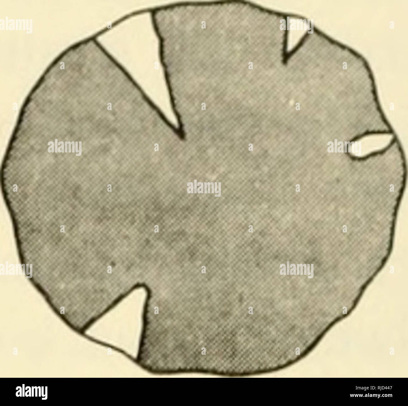 . Eredità di cella. Citogenetica. Un verde eterozigoti aploide giallo (Y) o cellule diploidi (v/+ +/w) settore cellule diploidi (y/y) settori da un heterokaryon di un verde costituzione eterozigoti y + colonia diploide (&GT;&GT;/ + ) *quando due cromosomi P"^° -^ e sono in diversi nuclei in paba y un heterokaryon, il genotipo è scritto - ; quando due cromosomi + + , paba y sono m lo stesso nucleo diploide, il genotipo è scritto - la Figura 12.5. Settorializzato colonie di Aspergillus. La presenza di entrambi i genitori set di cromosomi nel nucleo diploide può anche essere dimostrato mediante ricombinazione somatica Foto Stock