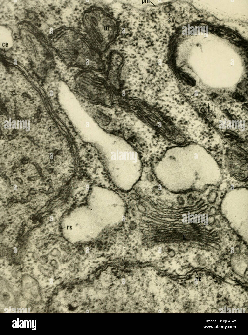 . Eredità di cella. Citogenetica. Piastra XVI. Parte di una cellula di Chlamydomonas che mostra l'uso estensivo di membrane per il confine di cella (pm), l'inviluppo nucleare (ne), cloroplasto busta (ce), cloroplasto lamelle o dischi id), mitocondriale membrane esterna e cristoe (m), il complesso del Golgi (g), liscio (ss) e rough-affiorato {rs) elementi del reticolo endoplasmatico, e per altri organelli non ancora identificato. La scarsezza di cloroplasti lamelle corrisponde alla piccola quantità di clorofilla presente in questo mutante cell. 80.000 X- (Courfesy di R. Soger e G. E. Palad Foto Stock