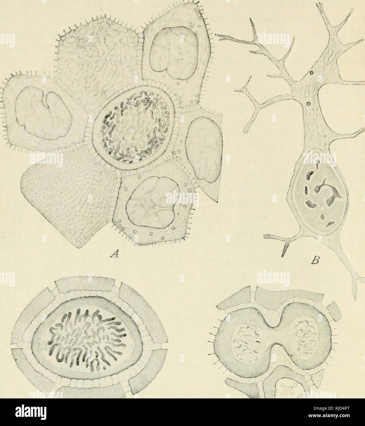 . La cella in fase di sviluppo ed ereditarietà. Le cellule. -M GENERAI SA'/-:/â (â ¢// DI CELLA TJIR- ,..vH^. -^-C.. D ^^m F Fig. 9. Â Le cellule viventi di salamander-larva. [FLEMMiXc:.] yi. Gruppo di cellule epidermiche in corrispondenza di differenti punti di fuoco, mostrando protoplasmic ponti, nuclei, e citomegalovirus- plasmic fibrillas; la cella centrale con il nucleo in spireme-stadio. B. Il tessuto connettivo cell. C. cellule epidermiche all inizio di mitosi (spireme segmentata) circondato da protoplasmic ponti. D. Dividendo cell. E.F. Cartilagine-cellule con fibrillas citoplasmatica (quest'ultimo un po' esagerato nella piastra).. Si prega di notare che queste immagini Foto Stock